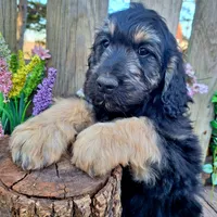 George, a male Goldendoodle for sale in Centerville, IA – Photo 6 of 10