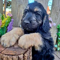George, a male Goldendoodle for sale in Centerville, IA – Photo 7 of 10