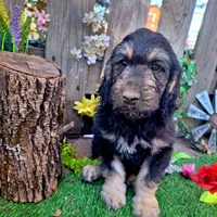 George, a male Goldendoodle for sale in Centerville, IA – Photo 2 of 10