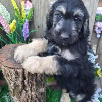 George, a male Goldendoodle for sale in Centerville, IA – Photo 1 of 10