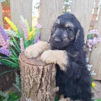 George, a male Goldendoodle for sale in Centerville, IA – Photo 5 of 10