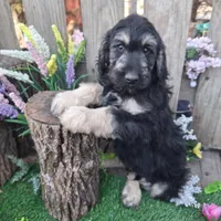 George, a male Goldendoodle for sale in Centerville, IA – Photo 3 of 10