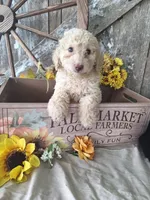 Luna., a female Goldendoodle for sale in Centerville, IA – 7 of 10