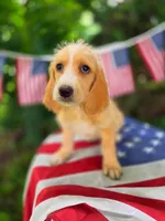 Filmore., a male Basset Hound and Poodle - Standard  for sale in Centerville, IA – 2 of 2