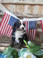 Cooper, a male Bernedoodle for sale in Centerville, IA – 6 of 8