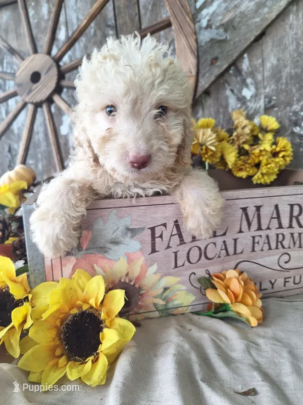 Charlie – Goldendoodle puppy for sale in Centerville, IA