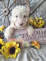 Charlie, a male Goldendoodle for sale in Centerville, IA – 1 of 7
