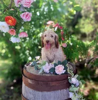 Abby, , a female Miniature Goldendoodle for sale in Centerville, IA – 1 of 7