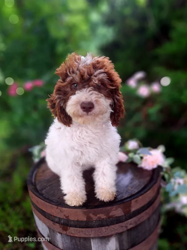 Tammy. – Miniature Goldendoodle puppy for sale in Centerville, IA