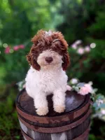 Tammy., a female Miniature Goldendoodle for sale in Centerville, IA – 1 of 8