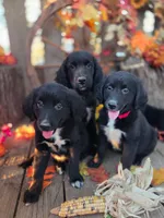 Maya, a female Golden Mountain Dog for sale in Centerville, IA – 4 of 5