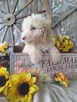 Charlie, a male Goldendoodle for sale in Centerville, IA – 7 of 7