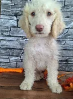 Charlie, a male Goldendoodle for sale in Centerville, IA – 2 of 6