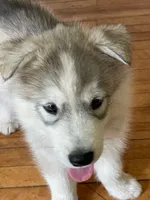 3 male puppies, a male Siberian Husky for sale in Newport, VT – 3 of 4