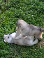 7 puppies, a female Siberian Husky for sale in Newport, VT – 1 of 5