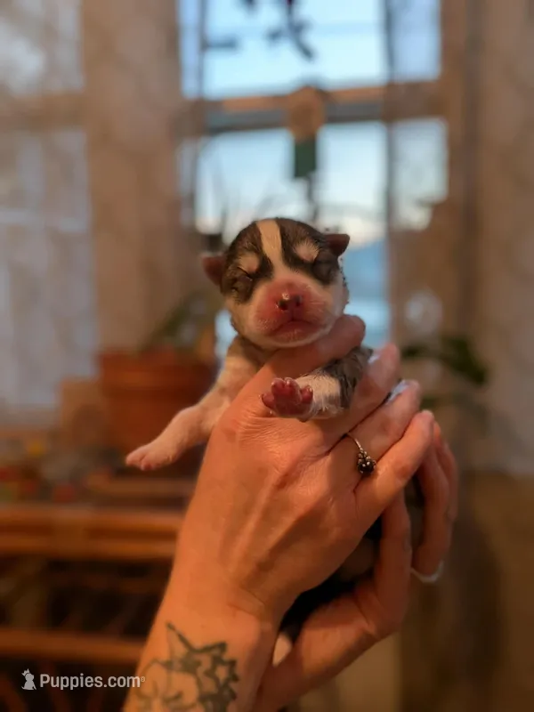 7 puppies – Siberian Husky puppy for sale in Newport, VT
