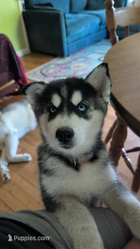 Siberian husky – Siberian Husky puppy for sale in Newport, VT
