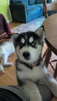 Siberian husky, a male Siberian Husky for sale in Newport, VT – 1 of 4