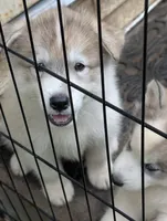7 puppies, a female Siberian Husky for sale in Newport, VT – 3 of 5