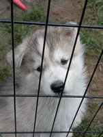 7 puppies, a female Siberian Husky for sale in Newport, VT – 4 of 5