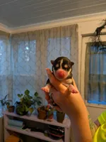 7 puppies, a female Siberian Husky for sale in Newport, VT – 3 of 7