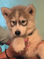 Siberian husky, a male Siberian Husky for sale in Newport, VT – 4 of 4