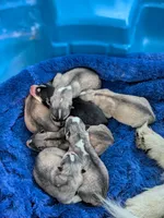 7 puppies, a female Siberian Husky for sale in Newport, VT – 2 of 7
