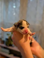 7 puppies, a female Siberian Husky for sale in Newport, VT – 6 of 7