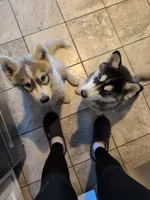 Siberian husky, a male Siberian Husky for sale in Newport, VT – 2 of 4