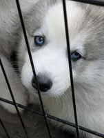 7 puppies, a female Siberian Husky for sale in Newport, VT – 2 of 5