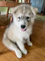 3 male puppies, a male Siberian Husky for sale in Newport, VT – 4 of 4