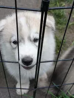 7 puppies, a female Siberian Husky for sale in Newport, VT – 5 of 5
