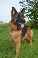 Green Collar Boy, a male German Shepherd Dog for sale in Gunter, TX – 5 of 10