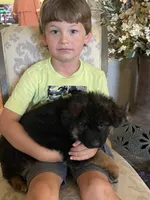 Green Collar Boy, a male German Shepherd Dog for sale in Gunter, TX – 10 of 10