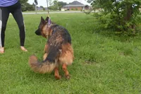 Green Collar Boy, a male German Shepherd Dog for sale in Gunter, TX – 7 of 10
