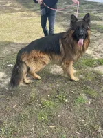 Green Collar Boy, a male German Shepherd Dog for sale in Gunter, TX – 4 of 10
