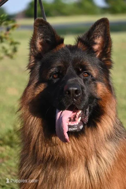Green Collar Boy – German Shepherd Dog puppy for sale in Gunter, TX