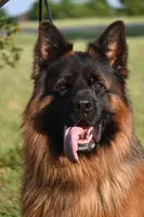 Green Collar Boy, a male German Shepherd Dog for sale in Gunter, TX – 1 of 10