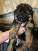 Green Collar Boy, a male German Shepherd Dog for sale in Gunter, TX – 9 of 10