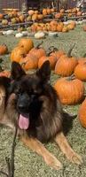 Green Collar Boy, a male German Shepherd Dog for sale in Gunter, TX – 2 of 10