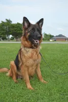 Green Collar Boy, a male German Shepherd Dog for sale in Gunter, TX – 8 of 10