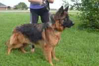 Green Collar Boy, a male German Shepherd Dog for sale in Gunter, TX – 6 of 10