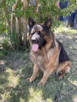Green Collar Boy, a male German Shepherd Dog for sale in Gunter, TX – 3 of 10