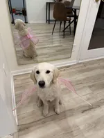 Halo, a female English Cream Golden Retriever for sale in Carmel, IN – Photo 4 of 6