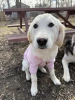 Halo, a female English Cream Golden Retriever for sale in Carmel, IN – Photo 5 of 6