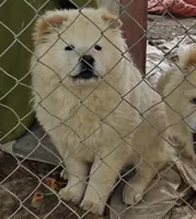 Snowy, a female Chow Chow for sale in Gallup, NM – Photo 2 of 2
