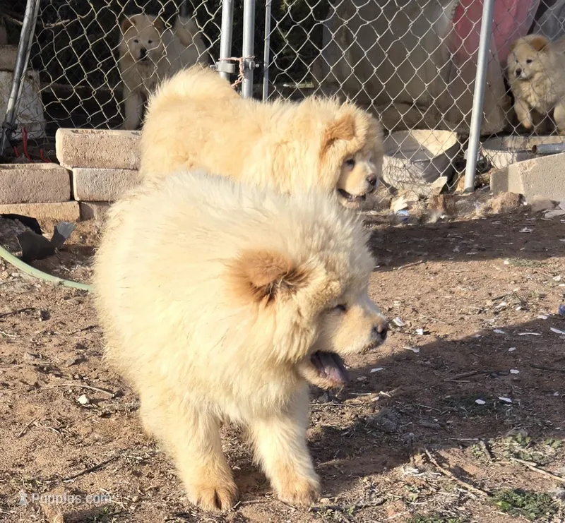 Zoey – Chow Chow puppy for sale in Gallup, NM