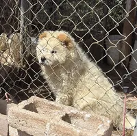Princess, a female Chow Chow for sale in Gallup, NM – Photo 2 of 2