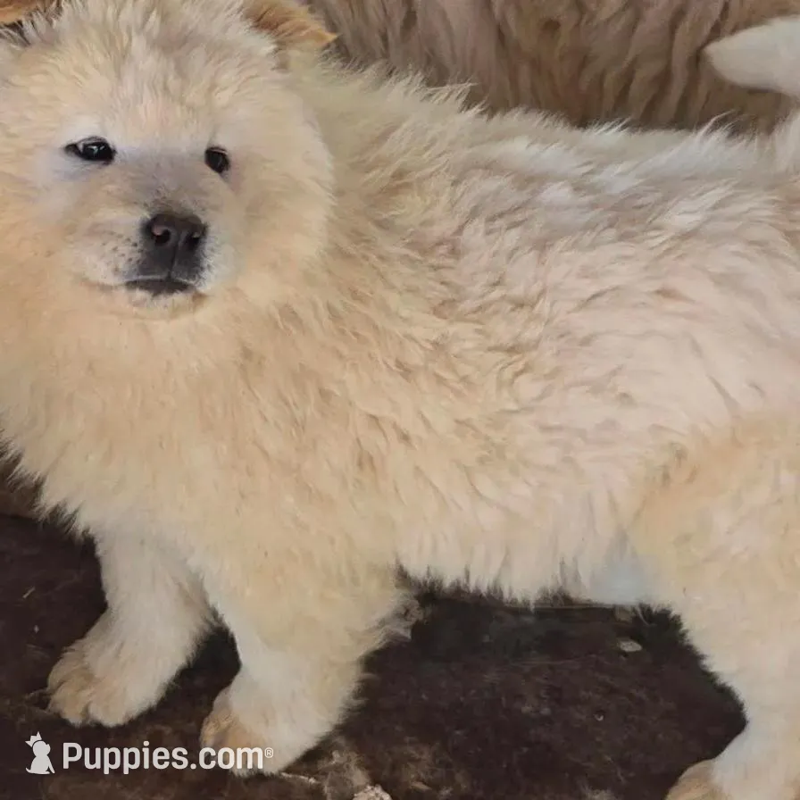 Princess – Chow Chow puppy for sale in Gallup, NM