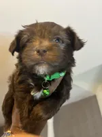 Green boy , a male Yorkshire Terrier for sale in Allentown, PA – Photo 4 of 5